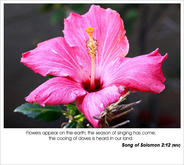 Song of Songs 2:12 - the season of singing has come